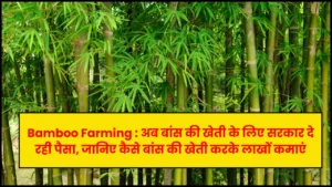 bamboo farming profit